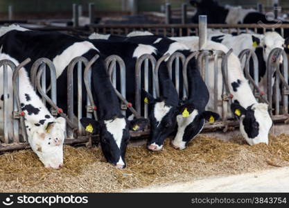 Cows in a farm. Dairy cows