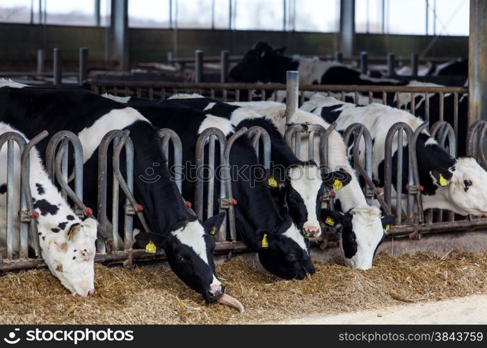 Cows in a farm. Dairy cows