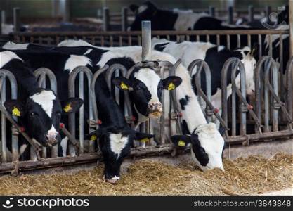 Cows in a farm. Dairy cows