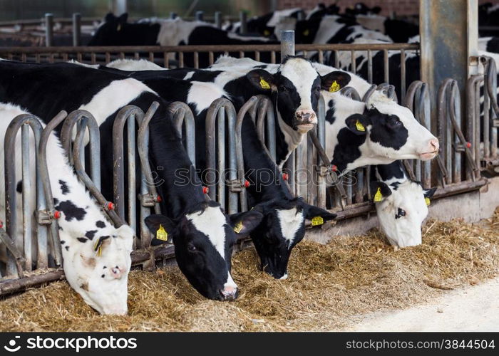 Cows in a farm. Dairy cows