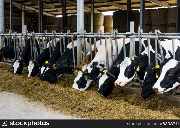 Cows in a farm. Dairy cows