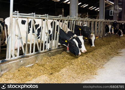 Cows in a farm. Dairy cows