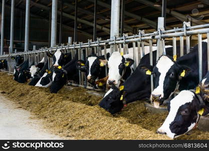 Cows in a farm. Dairy cows