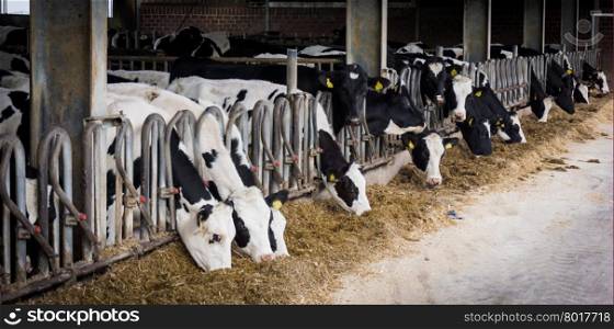 Cows in a farm. Dairy cows