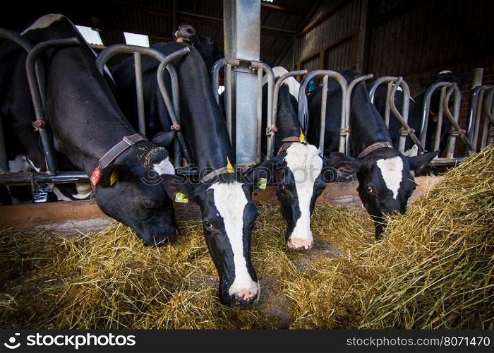 cows in a farm. Dairy cows .