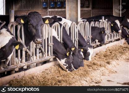 cows in a farm. Dairy cows .
