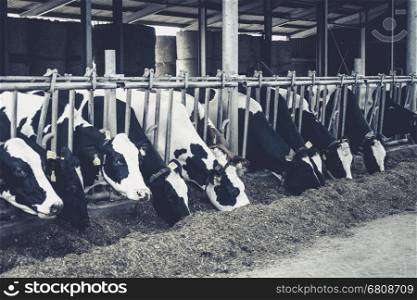 Cows in a farm. Dairy cows. black and white photography