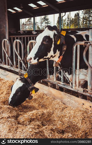 Cows in a farm. Dairy cows. Cowshed