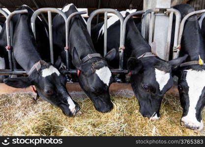 cows in a farm. Dairy cows in a farm.