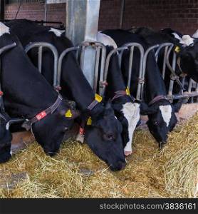 cows in a farm. Dairy cows in a farm.