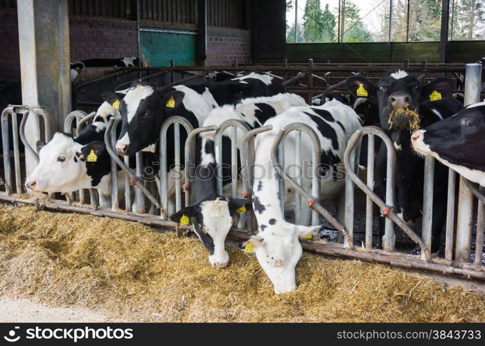 cows in a farm. Dairy cows in a farm.