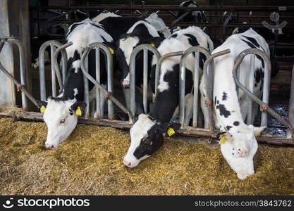 cows in a farm. Dairy cows in a farm.