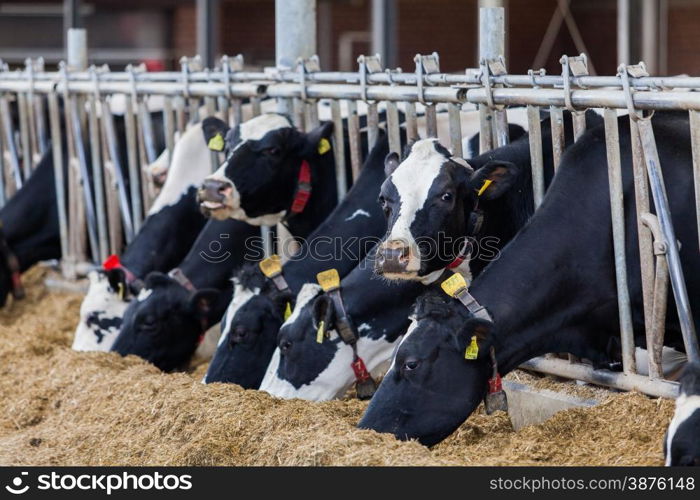 cows in a farm. Dairy cows in a farm.