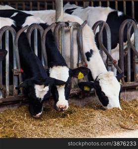 cows in a farm. Dairy cows in a farm.