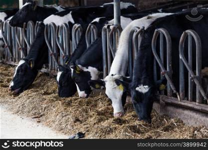 cows in a farm. Dairy cows in a farm