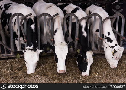 cows in a farm. Dairy cows in a farm