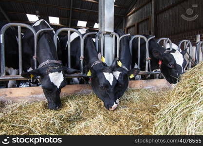 cows in a farm. Dairy cows in a farm.