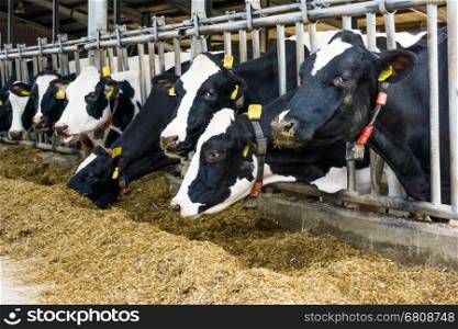 cows in a farm. Dairy cows in a farm
