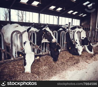 cows in a farm. Dairy cows in a farm.