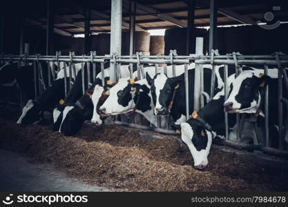 cows in a farm. Dairy cows in a farm.