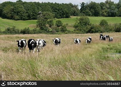 Cows in a field