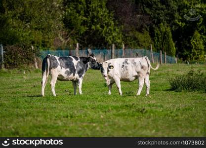 cows in a grassy field on a bright and sunny day