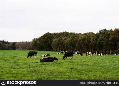 Cows in a Meadow