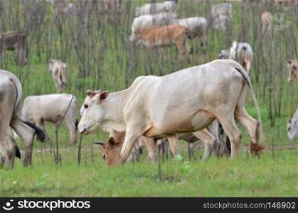 Cows in a meadow in the riverside, Thailand