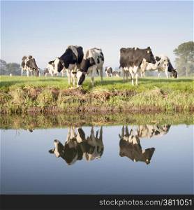 cows in a meadow near zeist in the Netherlands with reflections in the water of a canal