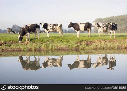 cows in a meadow near zeist in the Netherlands with reflections in the water of a canal