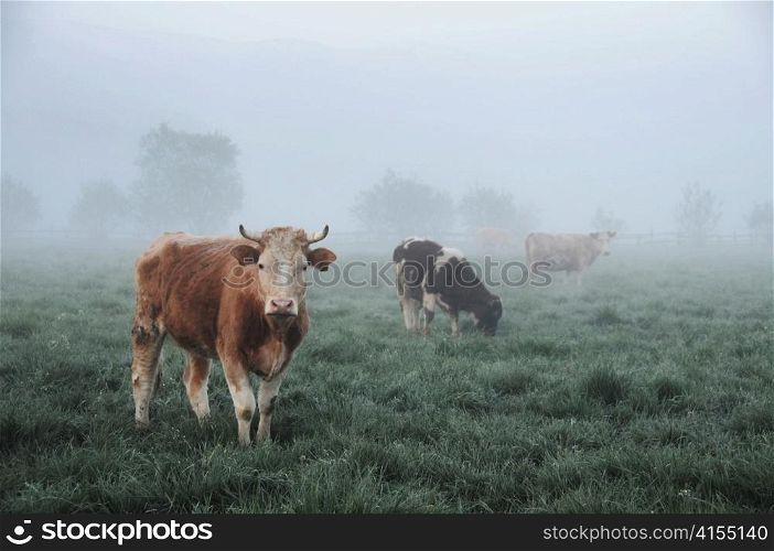 Cows in a misty field.
