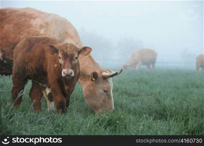Cows in a misty field.