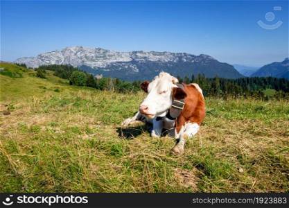 Cows in a mountain field. La Clusaz, Haute-savoie, France. Cows in a mountain field. La Clusaz, France