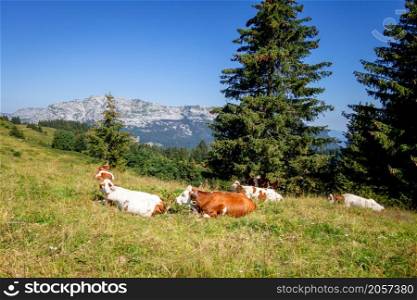 Cows in a mountain field. La Clusaz, Haute-savoie, France. Cows in a mountain field. La Clusaz, France