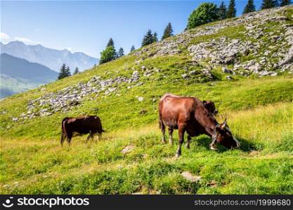 Cows in a mountain field. The Grand-Bornand, Haute-savoie, France. Cows in a mountain field. The Grand-Bornand, France