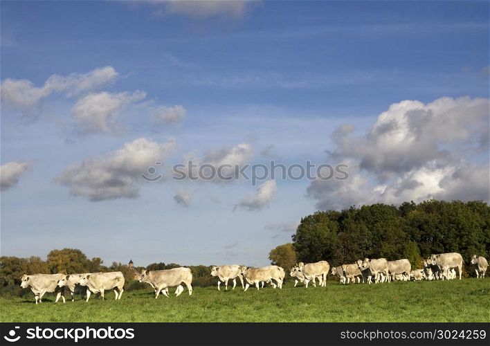 Cows in a river floodplain. Cows in a floodplain from the river Waal near Waardenburg in the Dutch province Gelderland