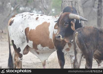 cows in Africa