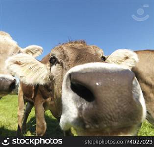 Cows in field, close-up