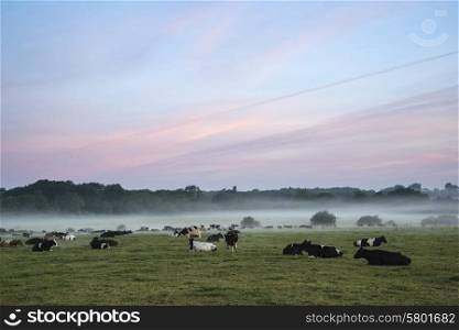 Cows in field during misty sunrise in English countryside
