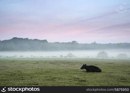 Cows in field during misty sunrise in English countryside