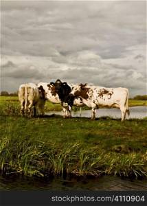 Cows in field, Holland