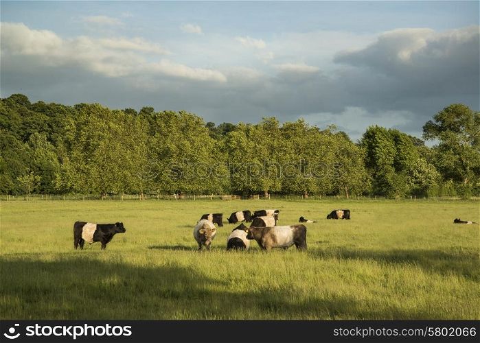 Cows in fields landscape on Summer evening in England