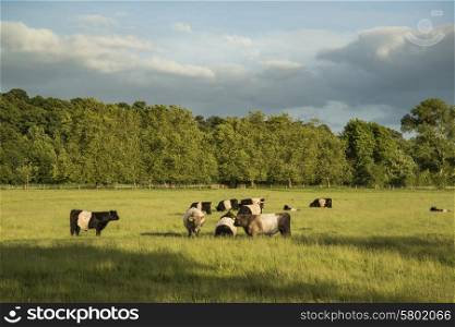 Cows in fields landscape on Summer evening in England