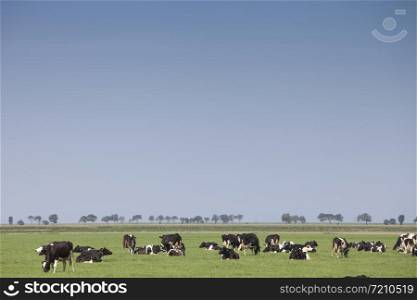 cows in grassy meadow near sea dyke with trees in dutch province of friesland under blue sky in summer