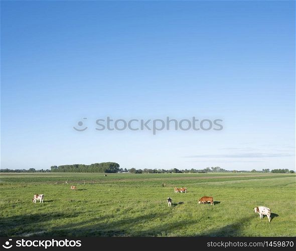 cows in green meadow under blue sky between ameide and lexmond in the centre of the netherlands
