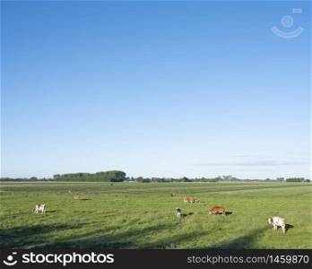cows in green meadow under blue sky between ameide and lexmond in the centre of the netherlands