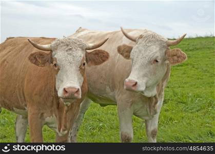 cows in love on a green meadow. cow in love