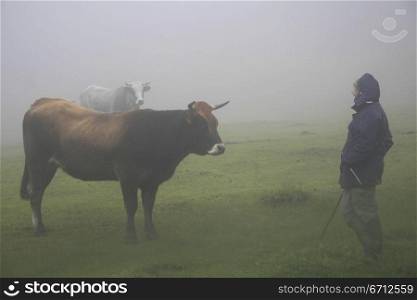 Cows in mist