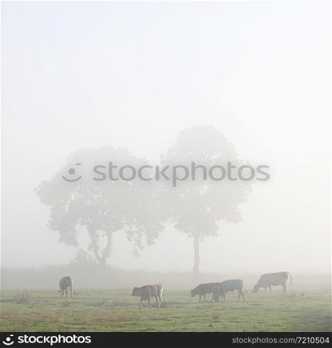 cows in misty meadow with trees in german part ostfriesland in lower saxony
