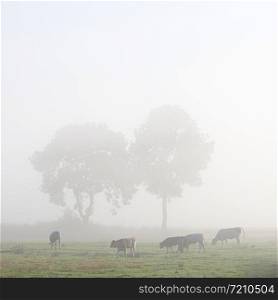 cows in misty meadow with trees in german part ostfriesland in lower saxony